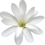 Gelsomino