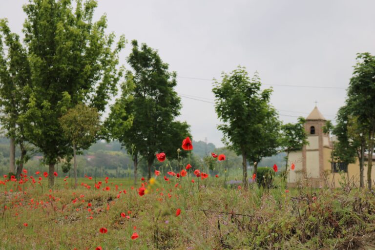 papavero