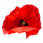 Papavero