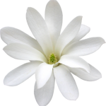 Gelsomino