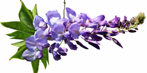 glicine